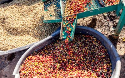Descubren nuevas propiedades beneficiosas en la cáscara del café