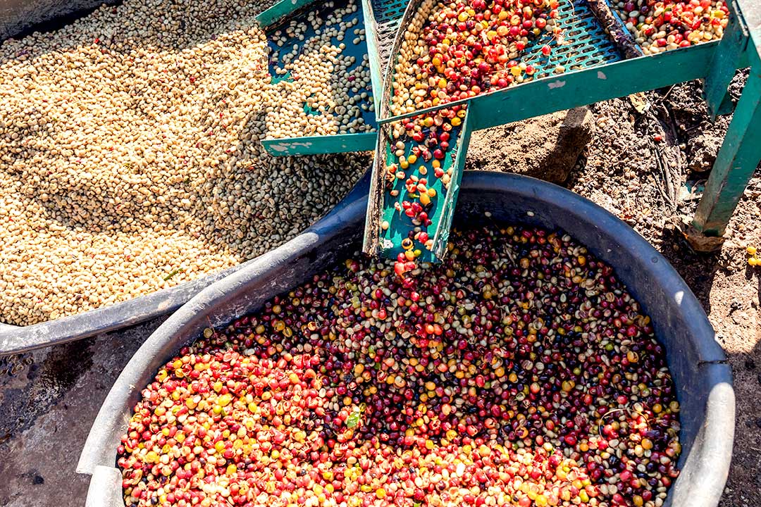 Descubren nuevas propiedades beneficiosas en la cáscara del café